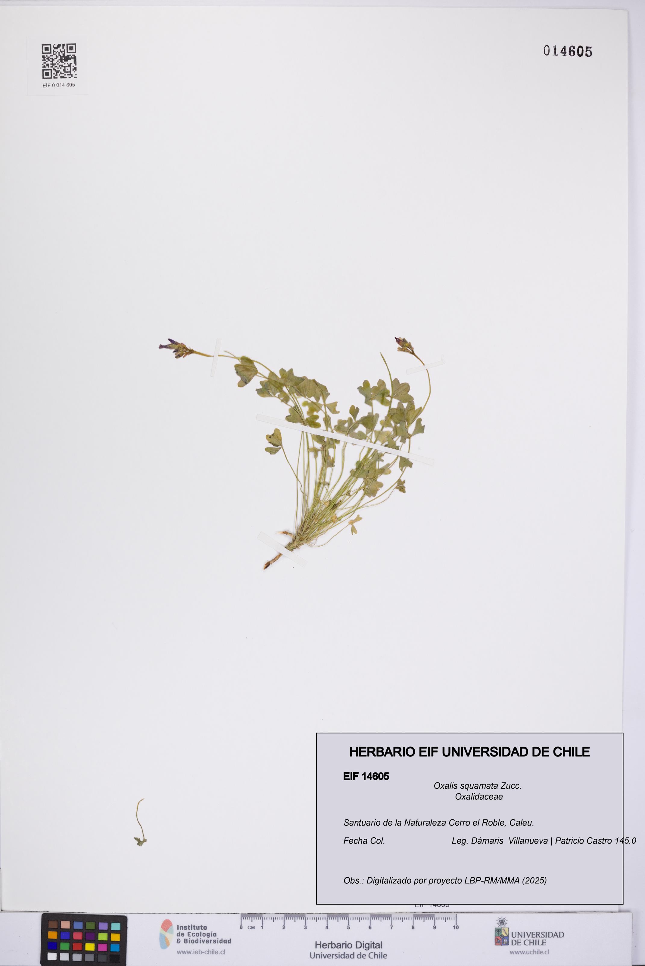 Oxalis squamata [Espécimen: UCH:EIF:0014605]
