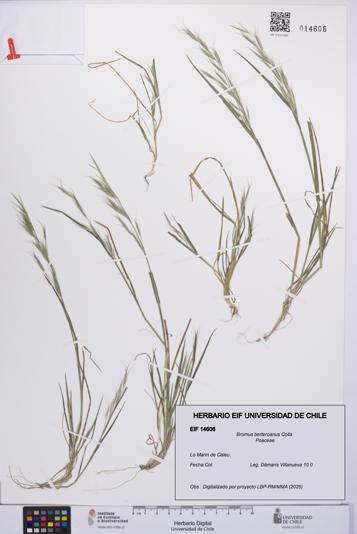 Bromus berteroanus [Espécimen: UCH:EIF:0014606]