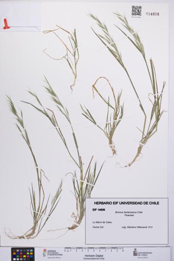 Bromus berteroanus [Espécimen: UCH:EIF:0014606]