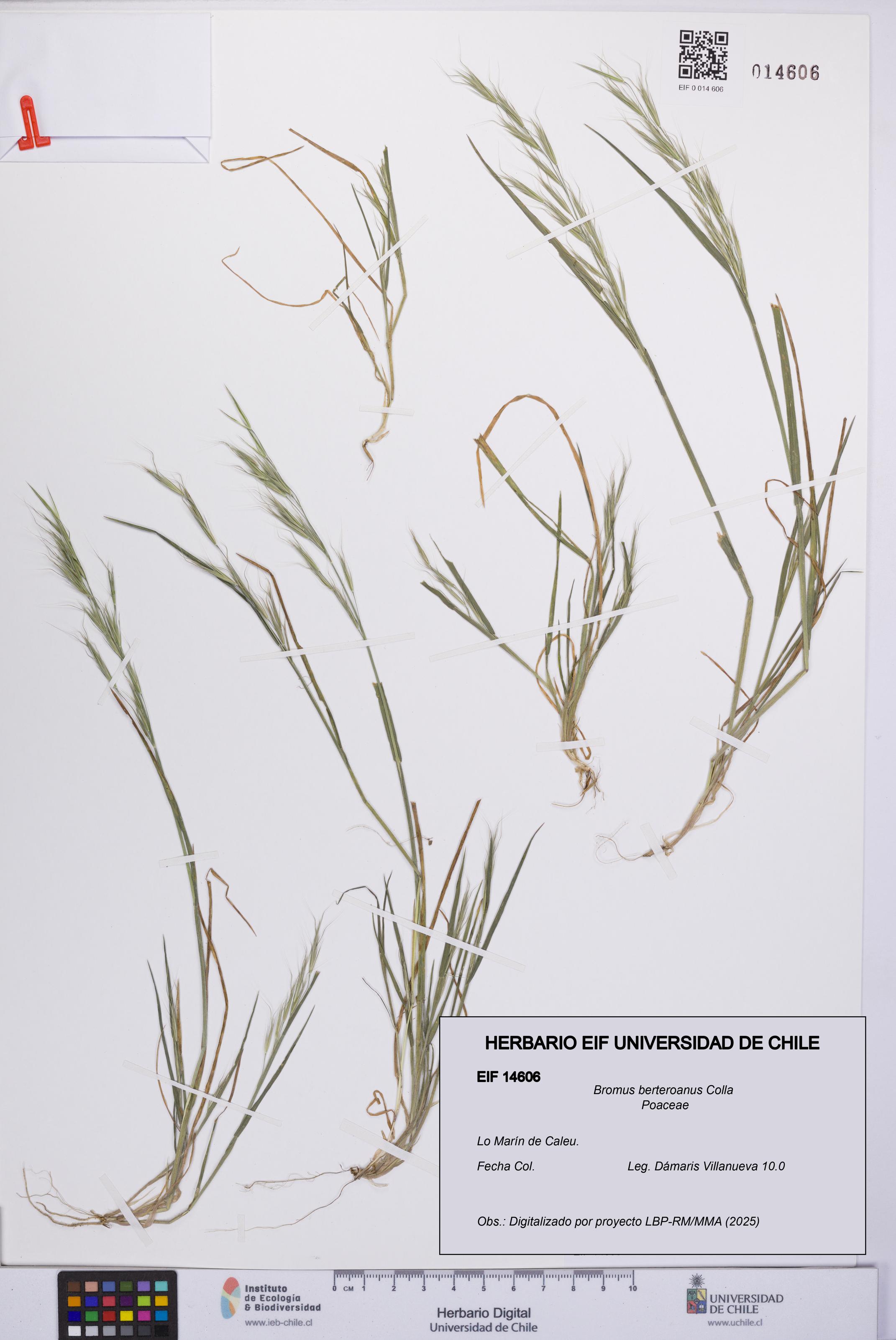 Bromus berteroanus [Espécimen: UCH:EIF:0014606]