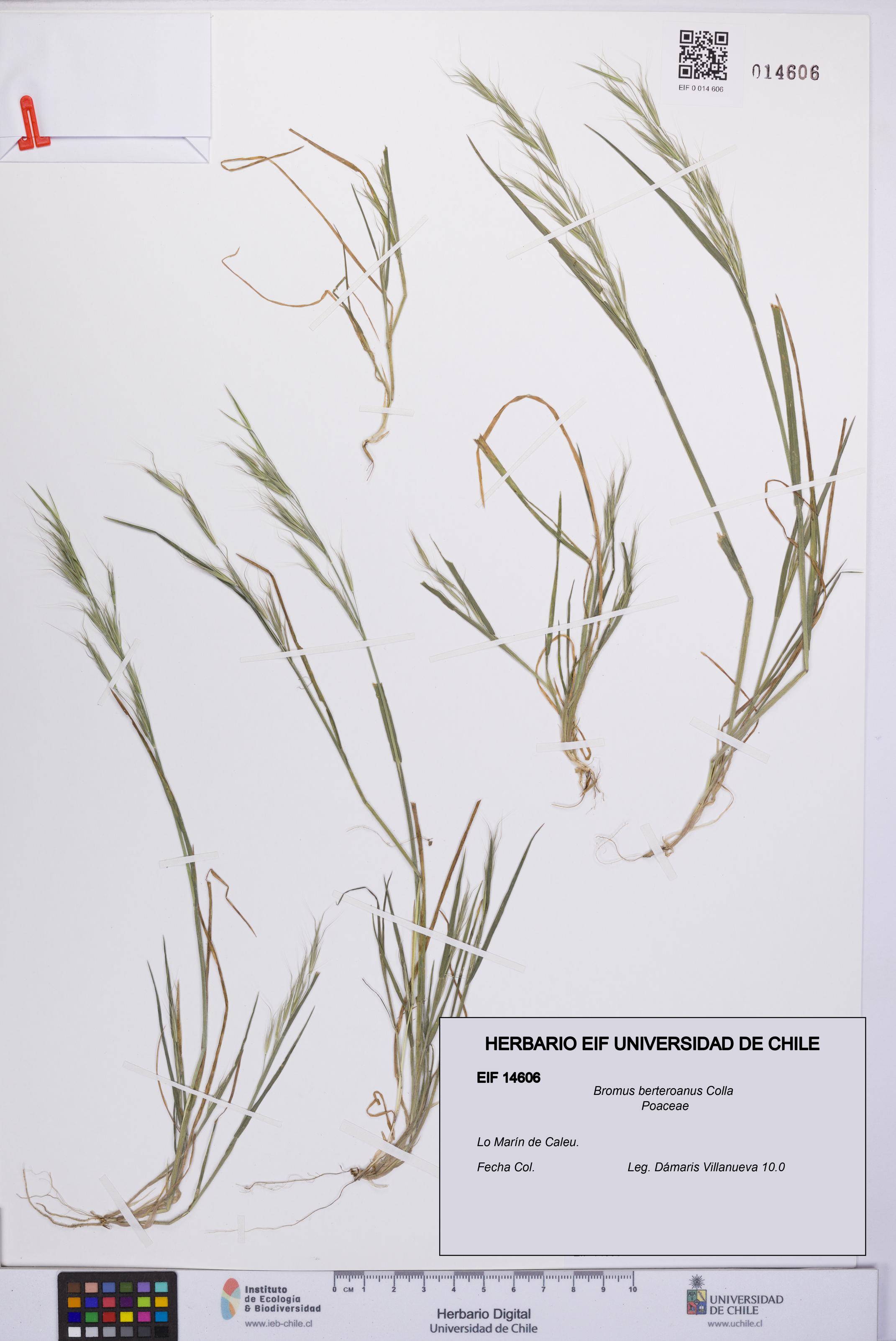 Bromus berteroanus [Espécimen: UCH:EIF:0014606]