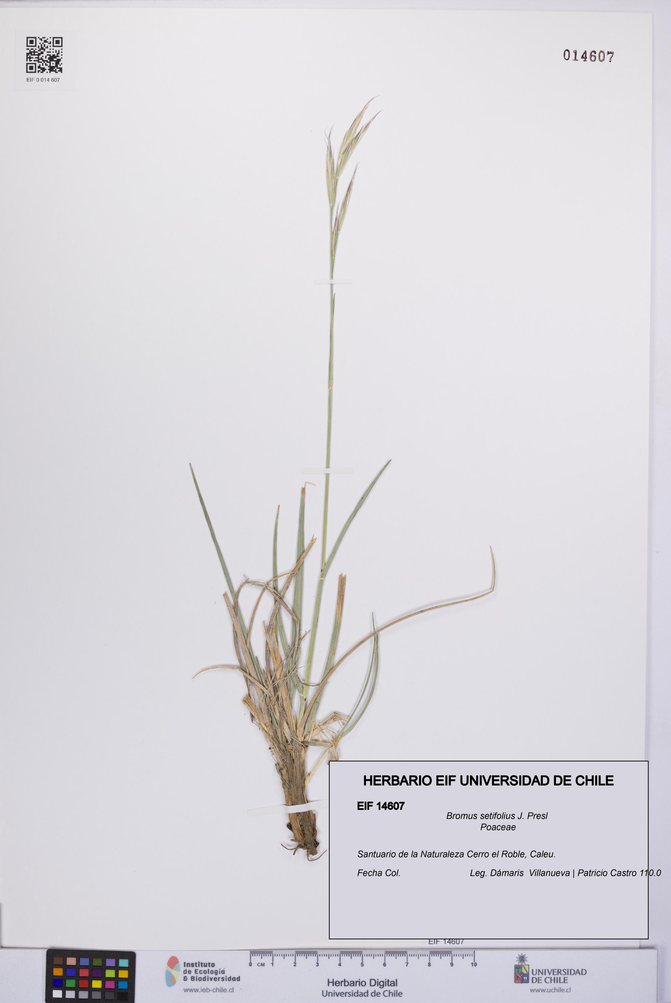 Bromus setifolius [Espécimen: UCH:EIF:0014607]
