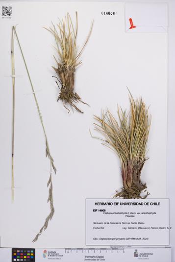 Festuca acanthophylla [Espécimen: UCH:EIF:0014608]