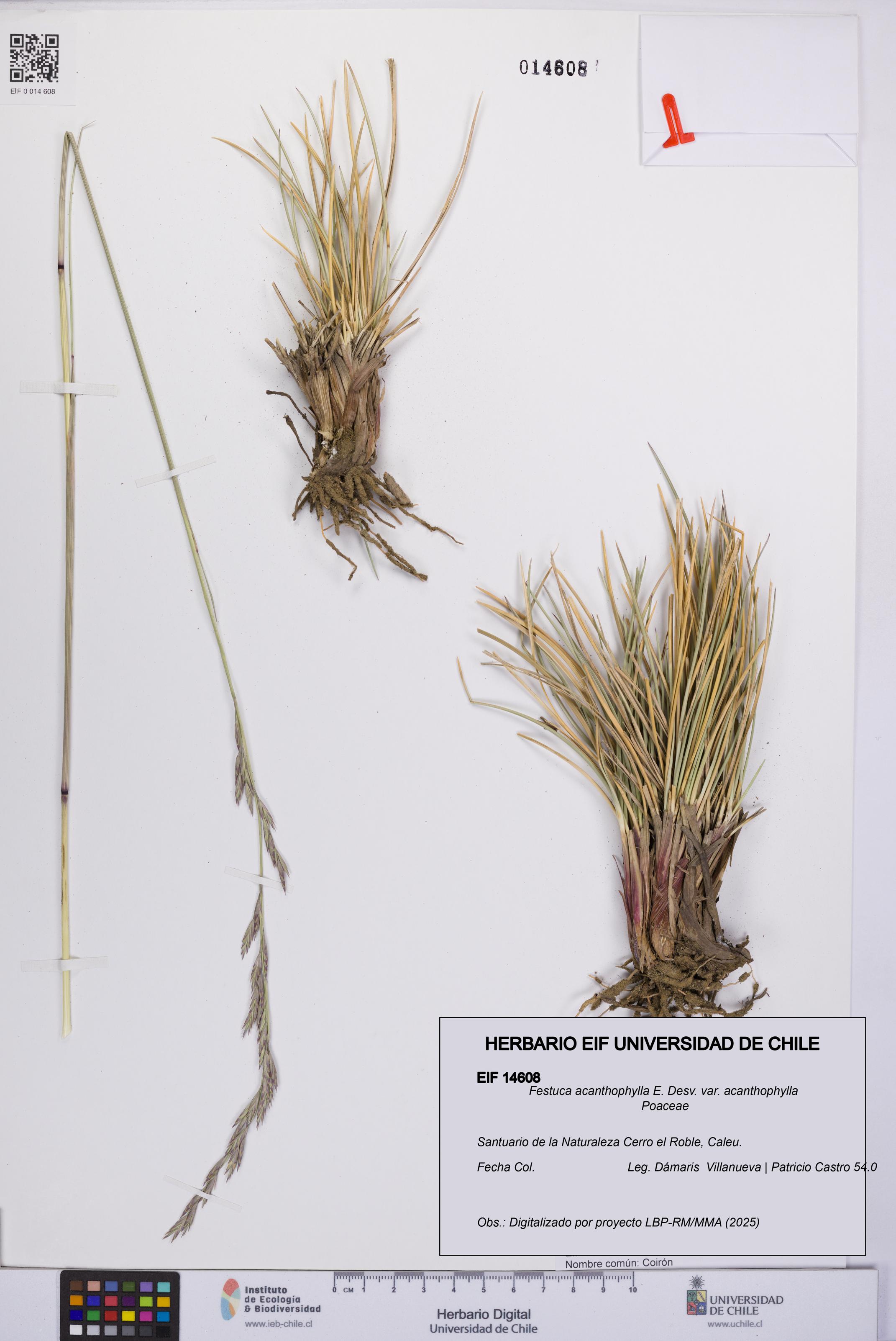 Festuca acanthophylla [Espécimen: UCH:EIF:0014608]
