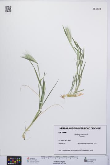 Hordeum murinum [Espécimen: UCH:EIF:0014609]