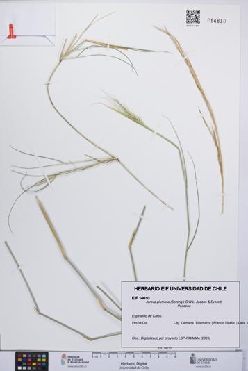 Jarava plumosa [Espécimen: UCH:EIF:0014610]