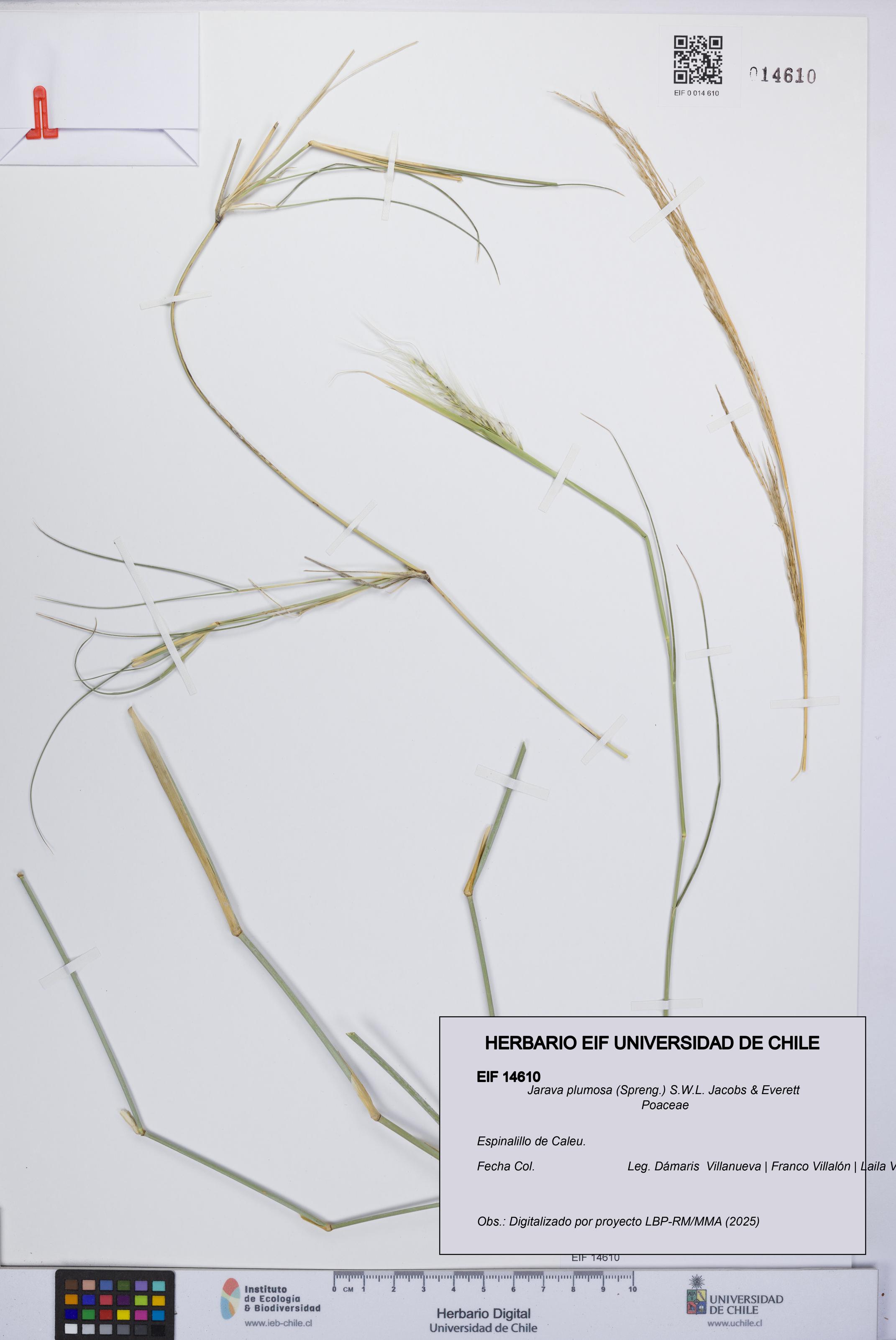 Jarava plumosa [Espécimen: UCH:EIF:0014610]