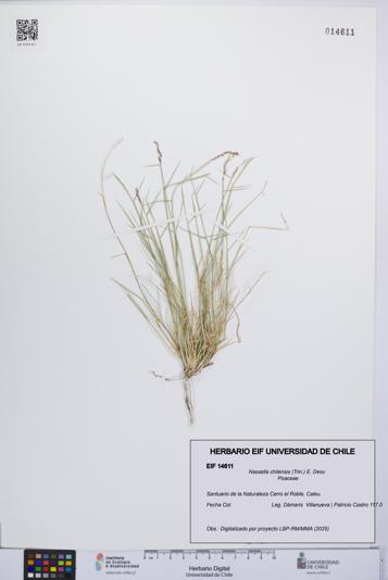 Nassella chilensis [Espécimen: UCH:EIF:0014611]