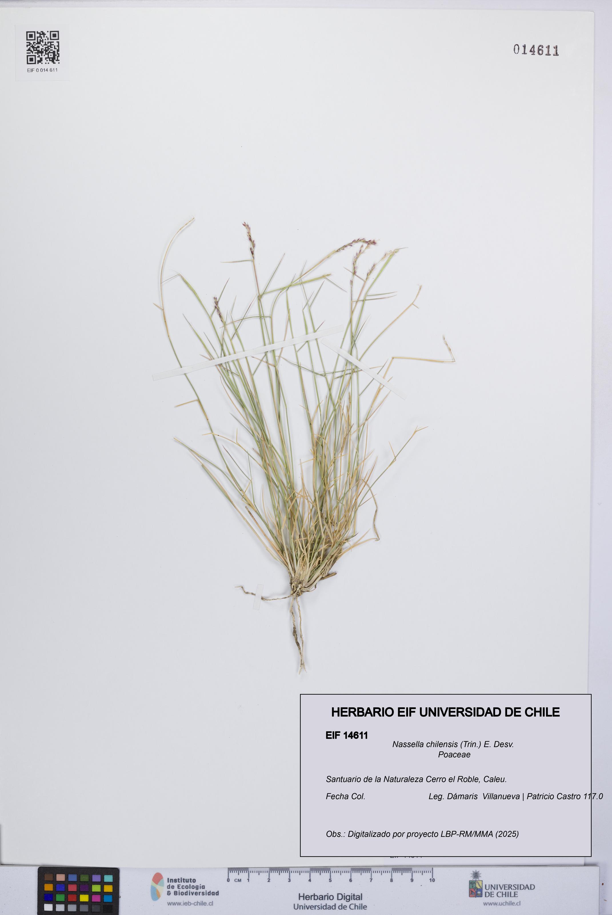 Nassella chilensis [Espécimen: UCH:EIF:0014611]