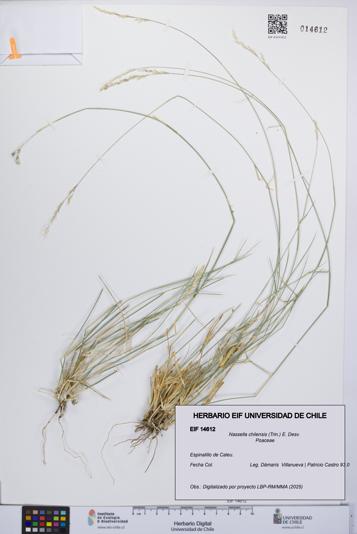 Nassella chilensis [Espécimen: UCH:EIF:0014612]
