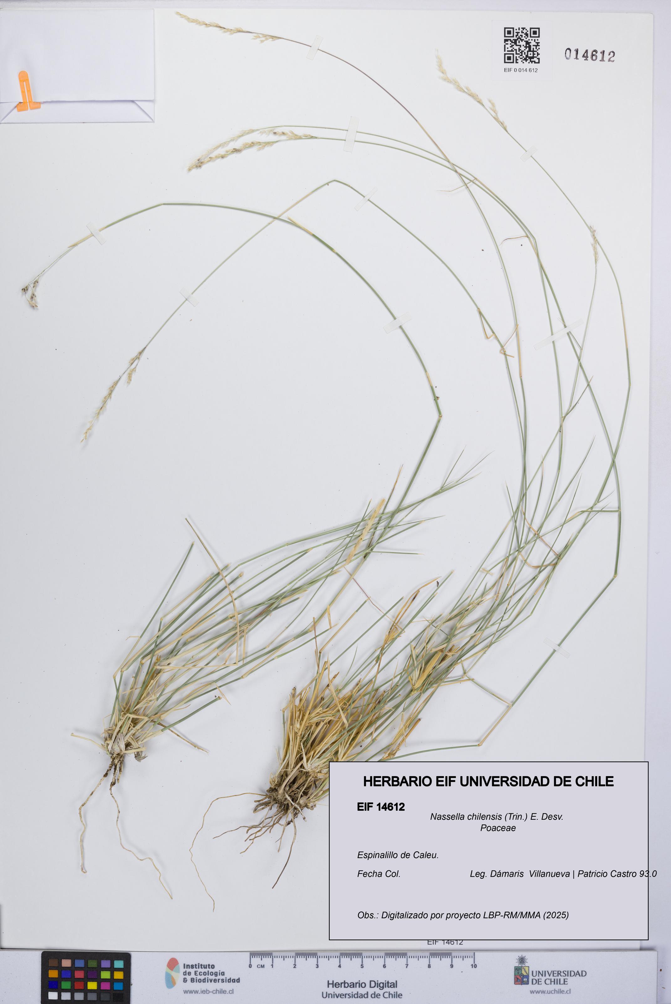 Nassella chilensis [Espécimen: UCH:EIF:0014612]