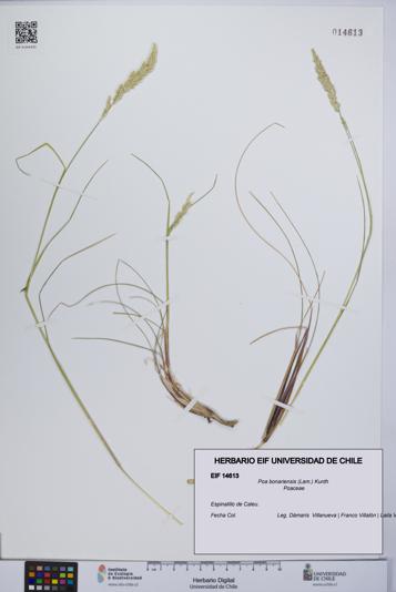 Poa bonariensis [Espécimen: UCH:EIF:0014613]