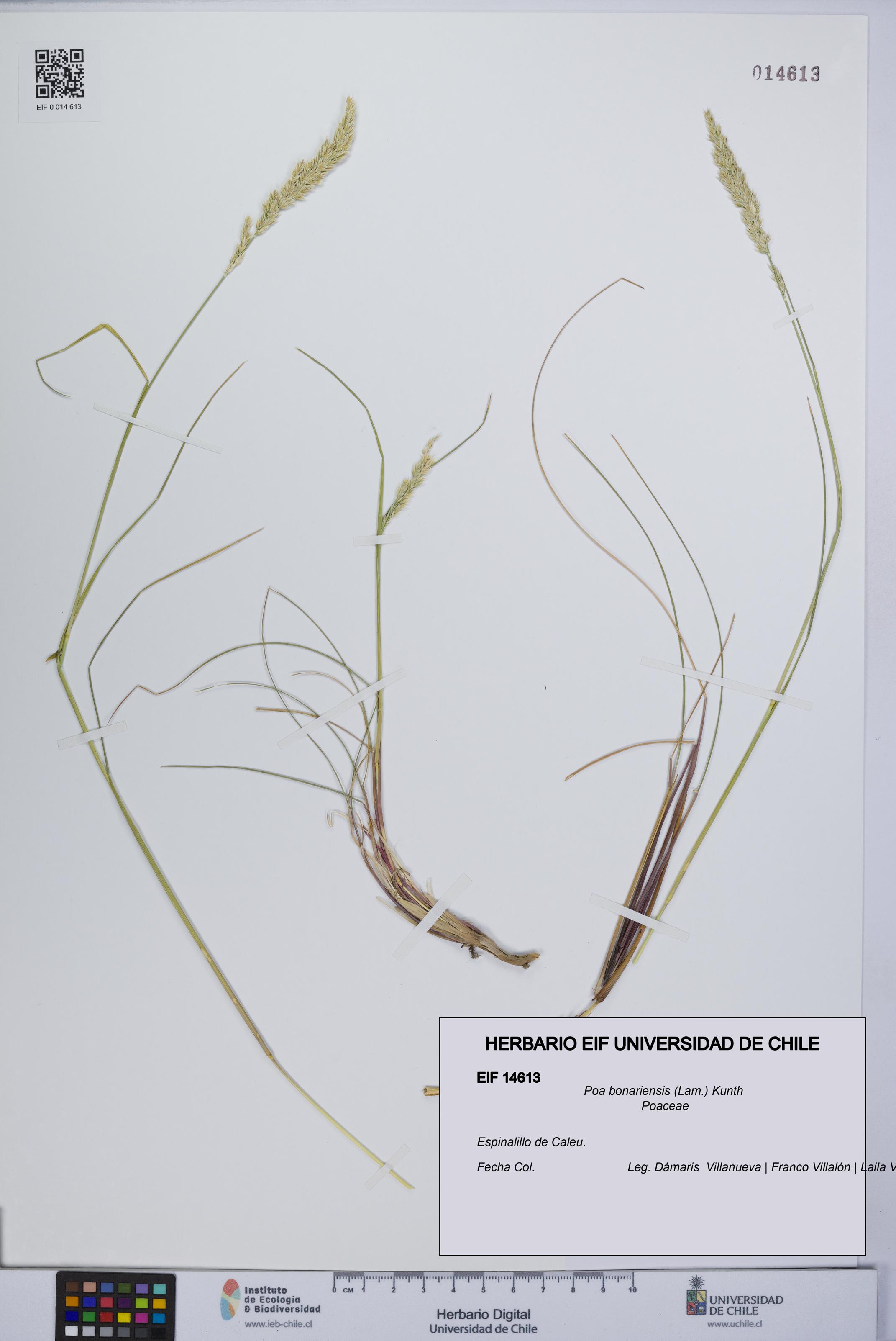Poa bonariensis [Espécimen: UCH:EIF:0014613]