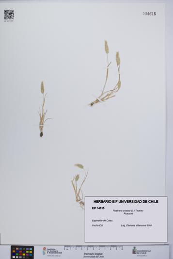 Rostraria cristata [Espécimen: UCH:EIF:0014615]