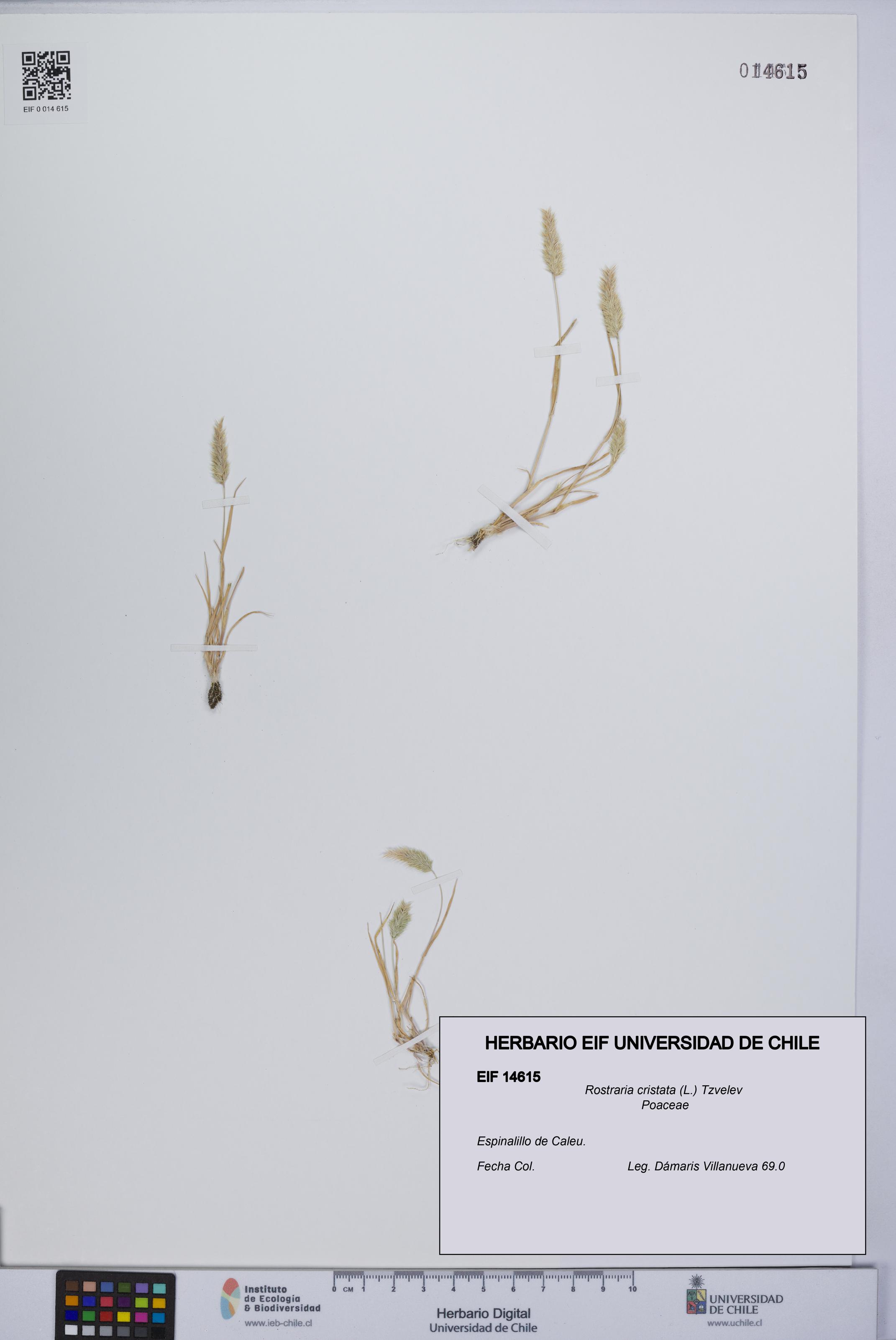Rostraria cristata [Espécimen: UCH:EIF:0014615]
