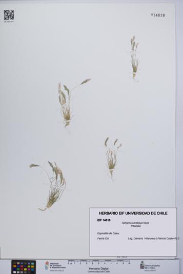 Schismus arabicus [Espécimen: UCH:EIF:0014616]