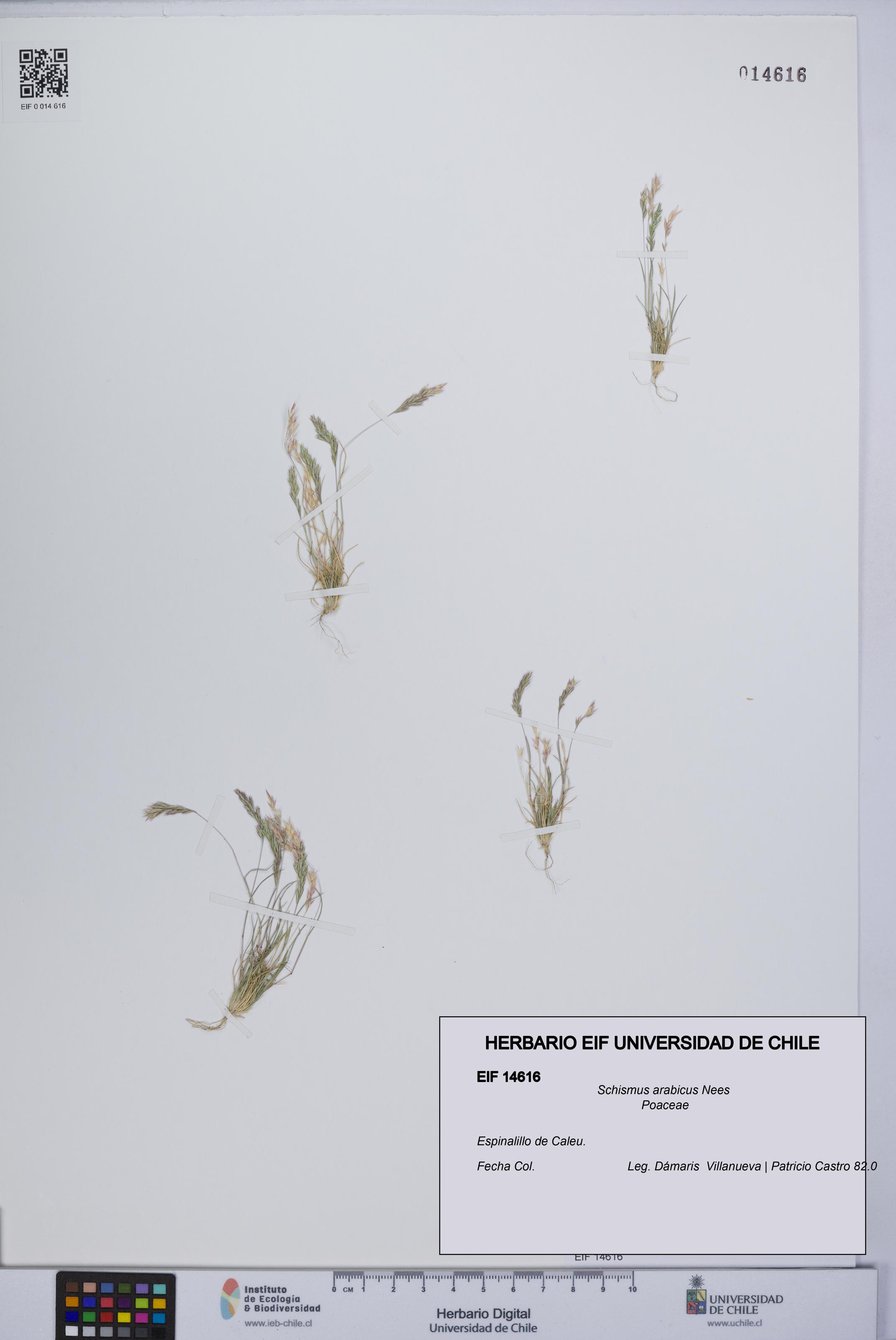 Schismus arabicus [Espécimen: UCH:EIF:0014616]