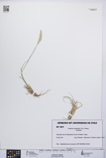 Koeleria caudulata [Espécimen: UCH:EIF:0014617]