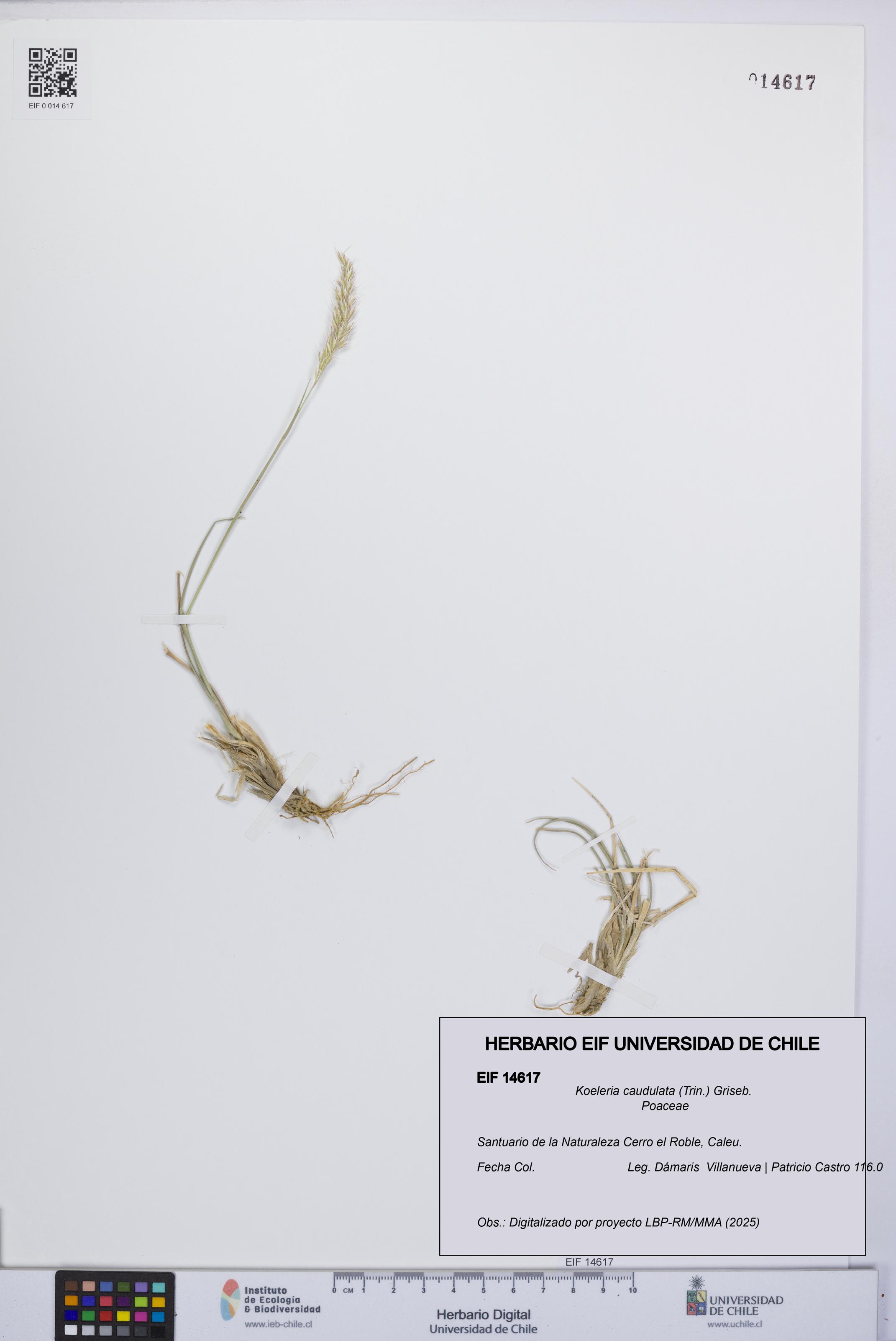 Koeleria caudulata [Espécimen: UCH:EIF:0014617]