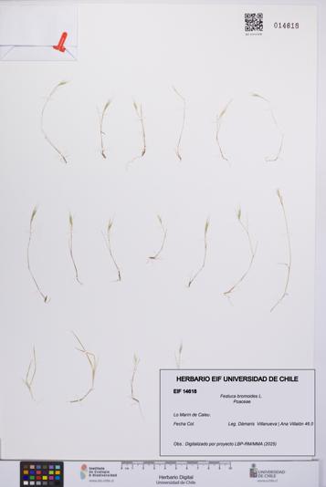 Festuca bromoides [Espécimen: UCH:EIF:0014618]