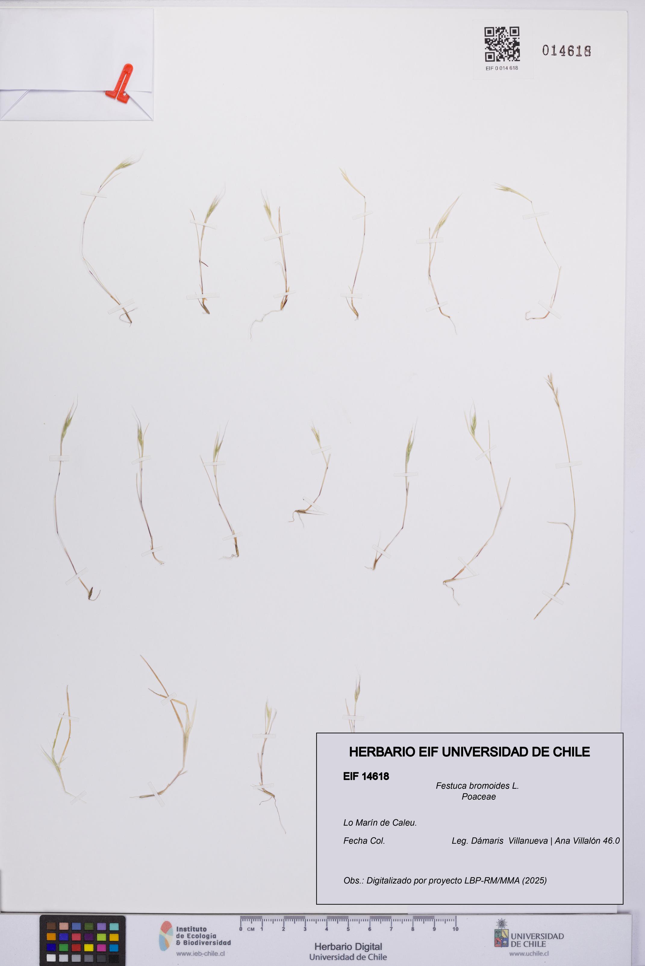 Festuca bromoides [Espécimen: UCH:EIF:0014618]