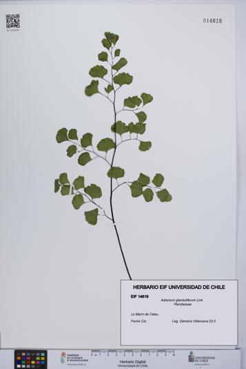 Adiantum glanduliferum [Espécimen: UCH:EIF:0014619]