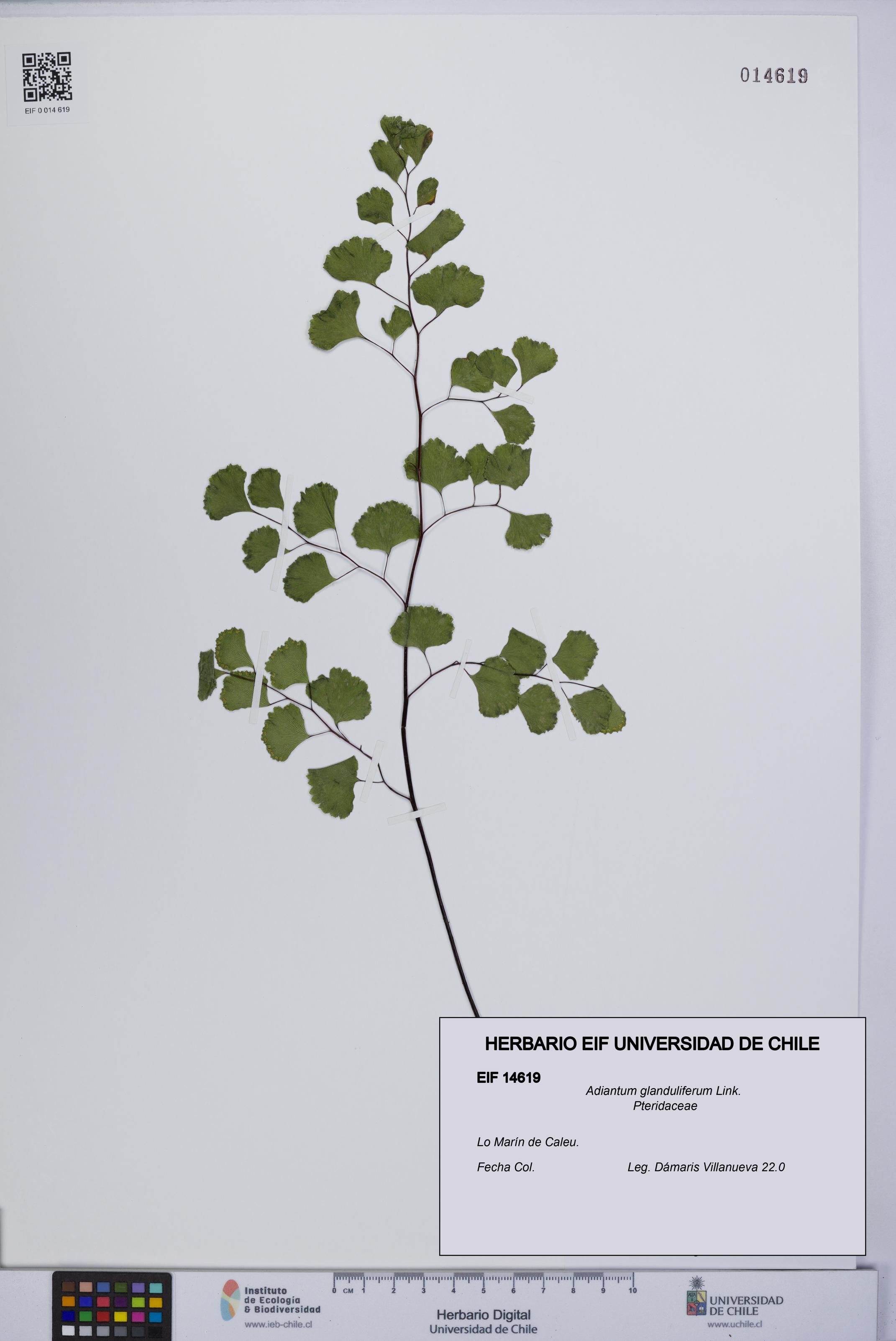 Adiantum glanduliferum [Espécimen: UCH:EIF:0014619]
