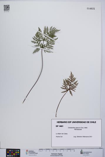 Cheilanthes glauca [Espécimen: UCH:EIF:0014621]