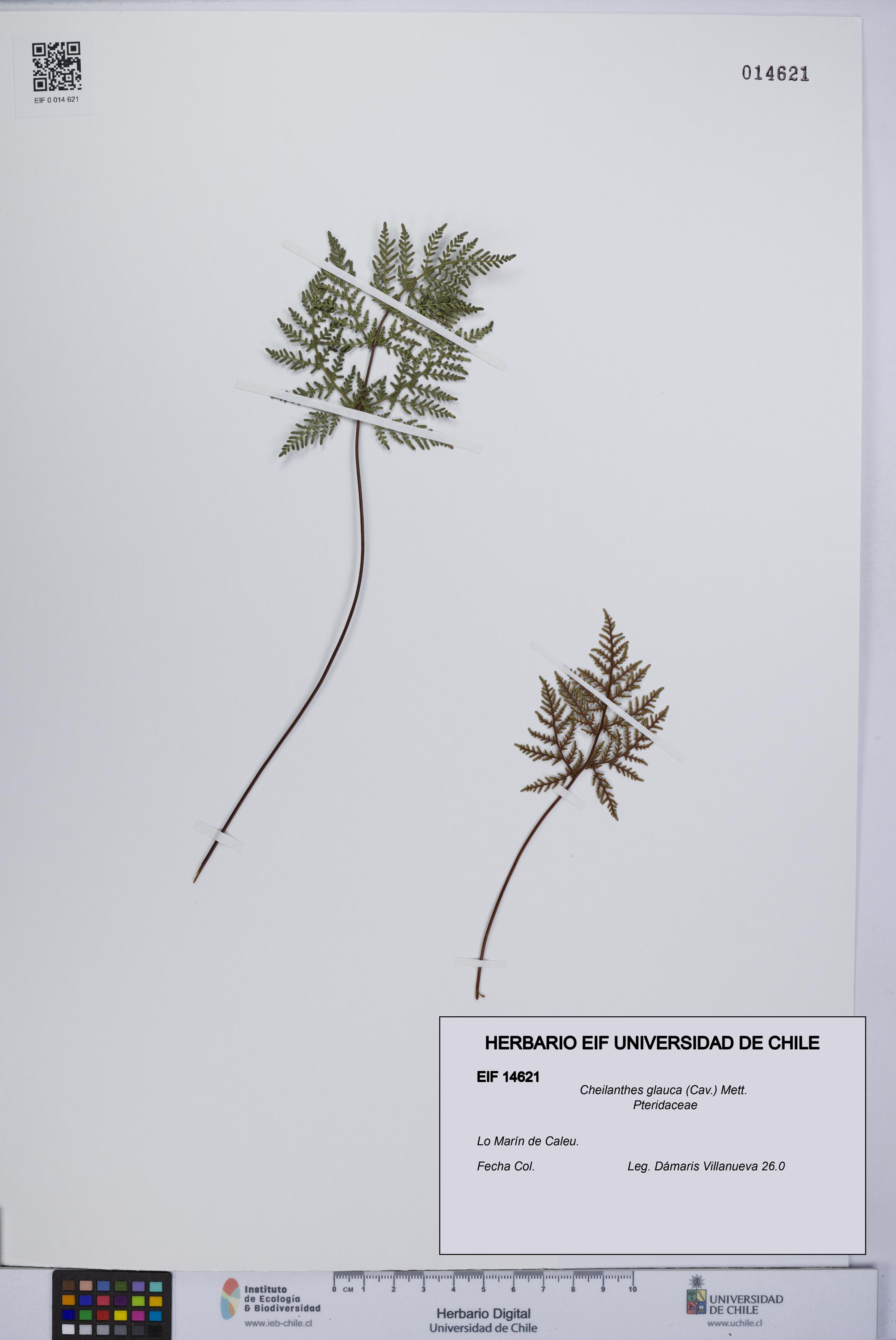 Cheilanthes glauca [Espécimen: UCH:EIF:0014621]