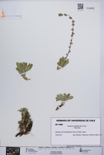Acaena pinnatifida [Espécimen: UCH:EIF:0014622]