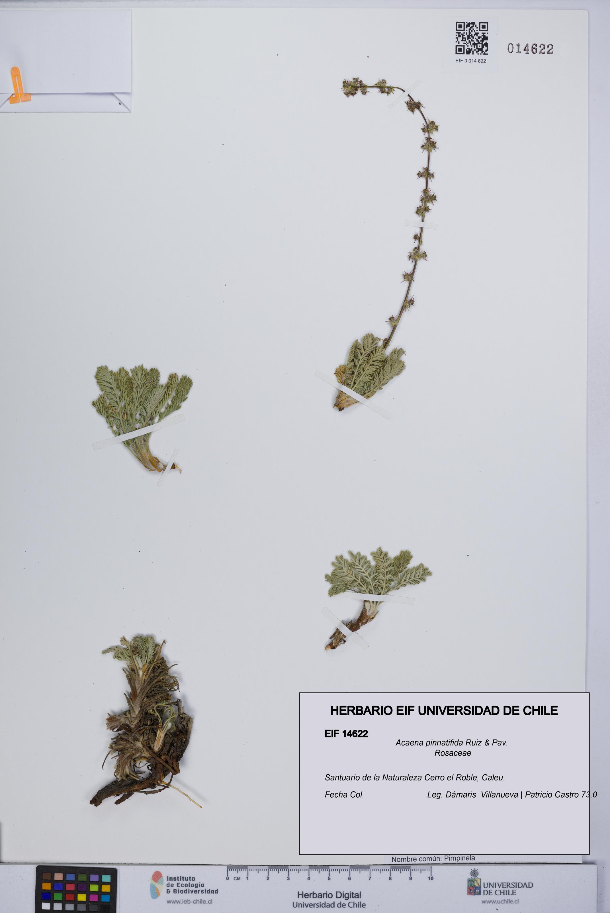 Acaena pinnatifida [Espécimen: UCH:EIF:0014622]