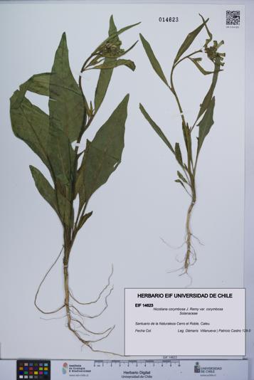 Nicotiana corymbosa var. corymbosa [Espécimen: UCH:EIF:0014623]