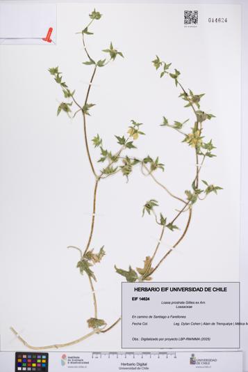 Loasa prostrata [Espécimen: UCH:EIF:0014624]