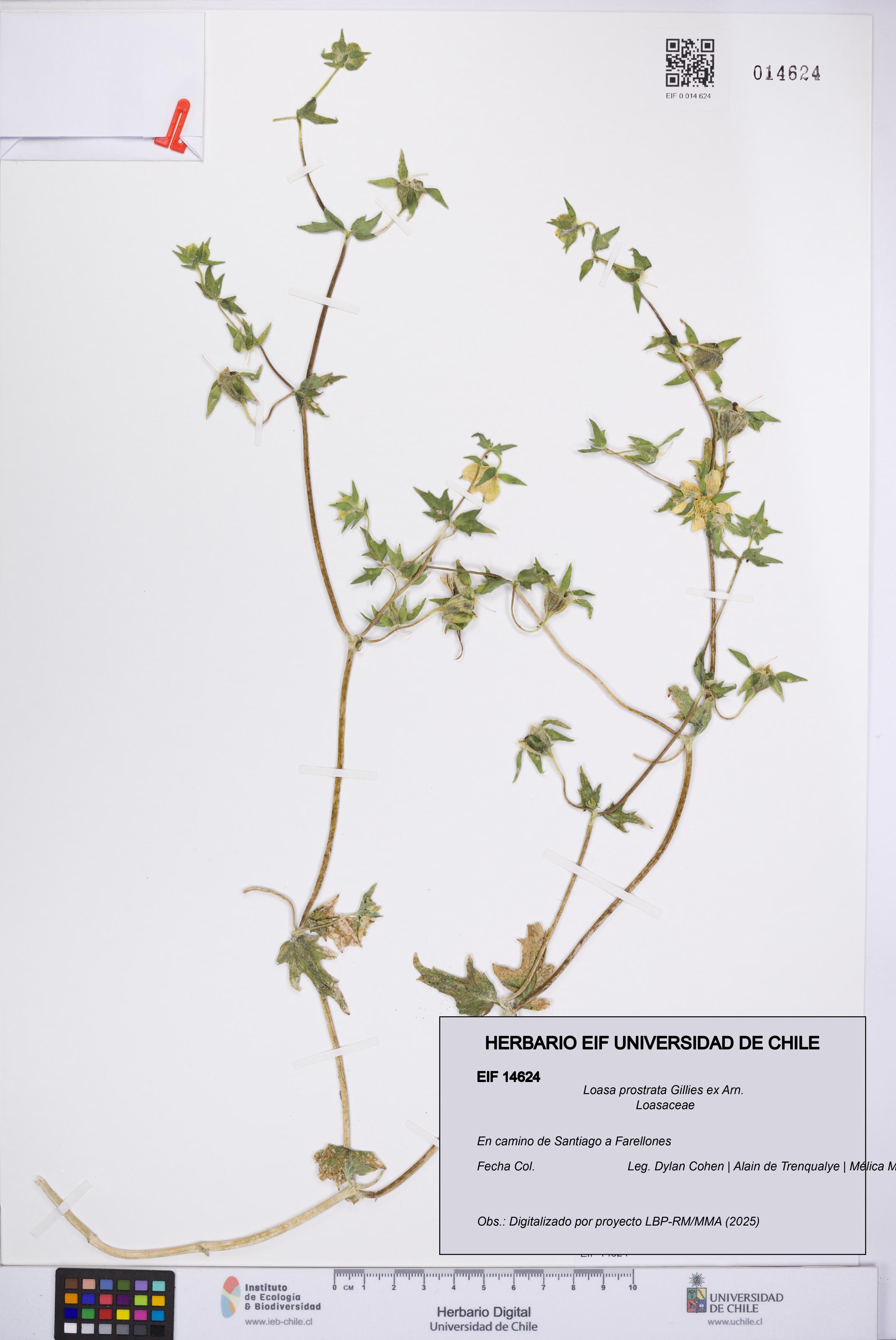 Loasa prostrata [Espécimen: UCH:EIF:0014624]