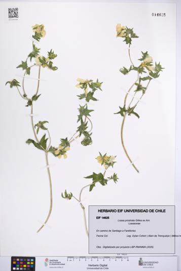 Loasa prostrata [Espécimen: UCH:EIF:0014625]