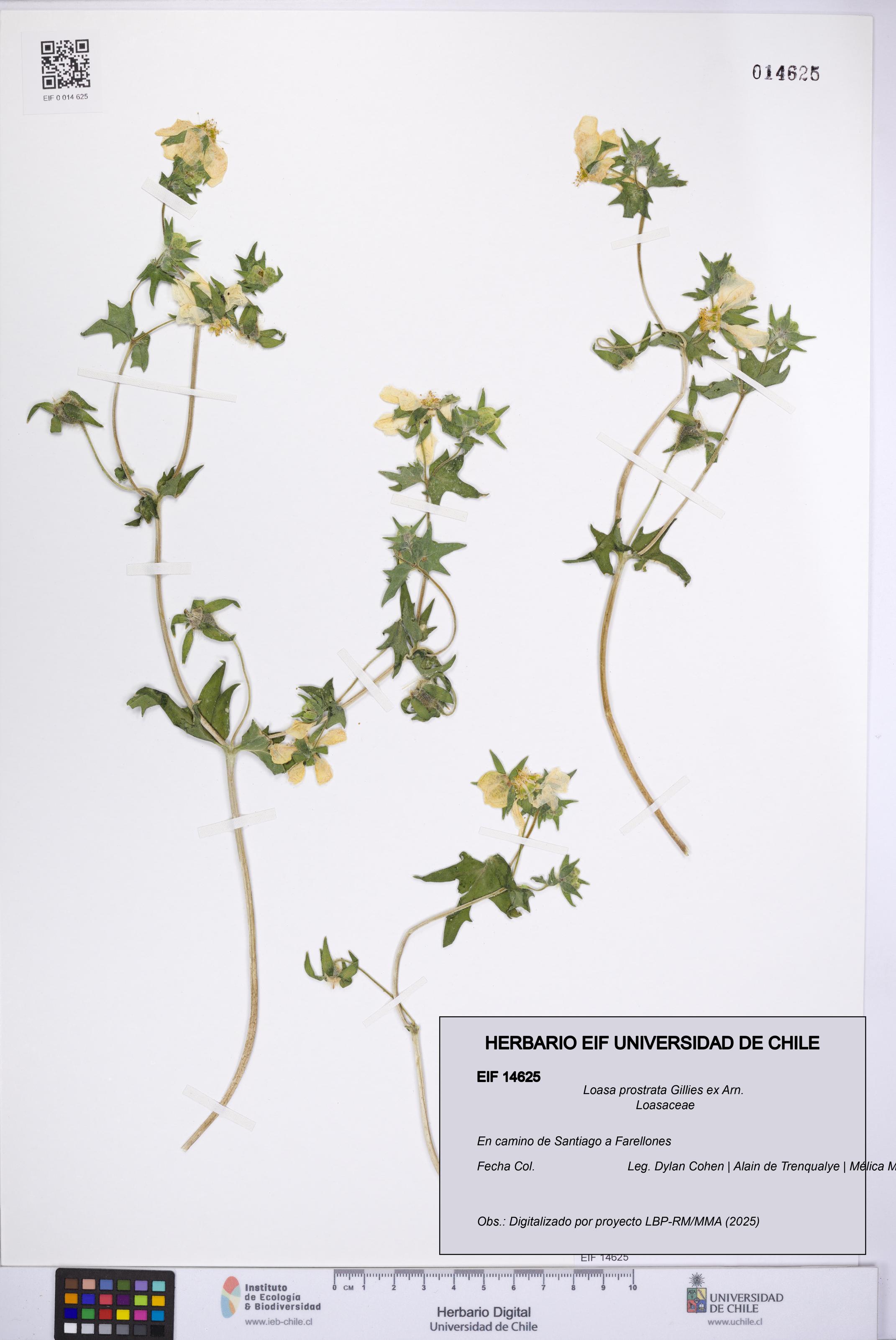 Loasa prostrata [Espécimen: UCH:EIF:0014625]