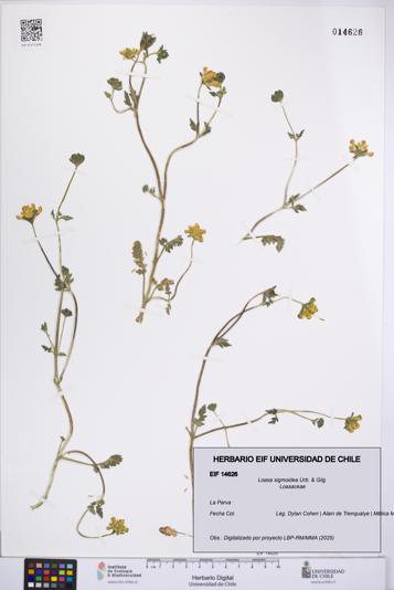 Loasa sigmoidea [Espécimen: UCH:EIF:0014626]