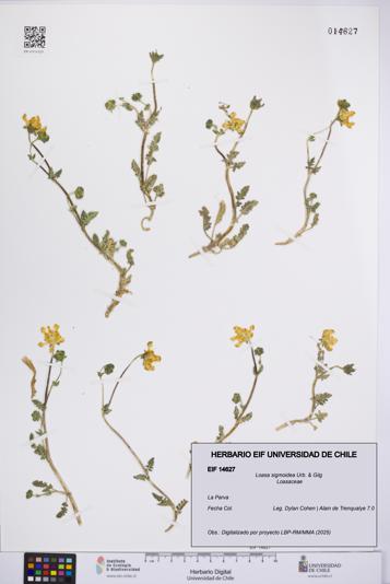 Loasa sigmoidea [Espécimen: UCH:EIF:0014627]