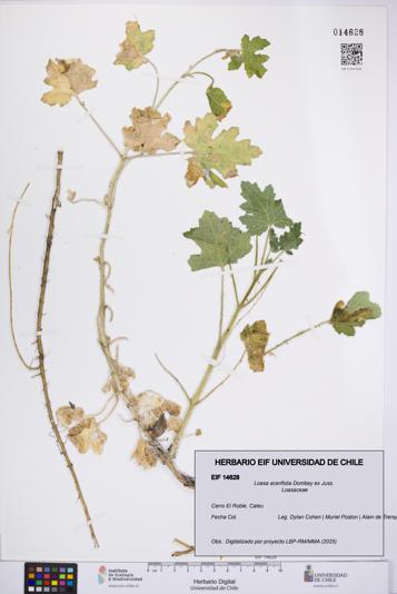 Loasa acerifolia [Espécimen: UCH:EIF:0014628]