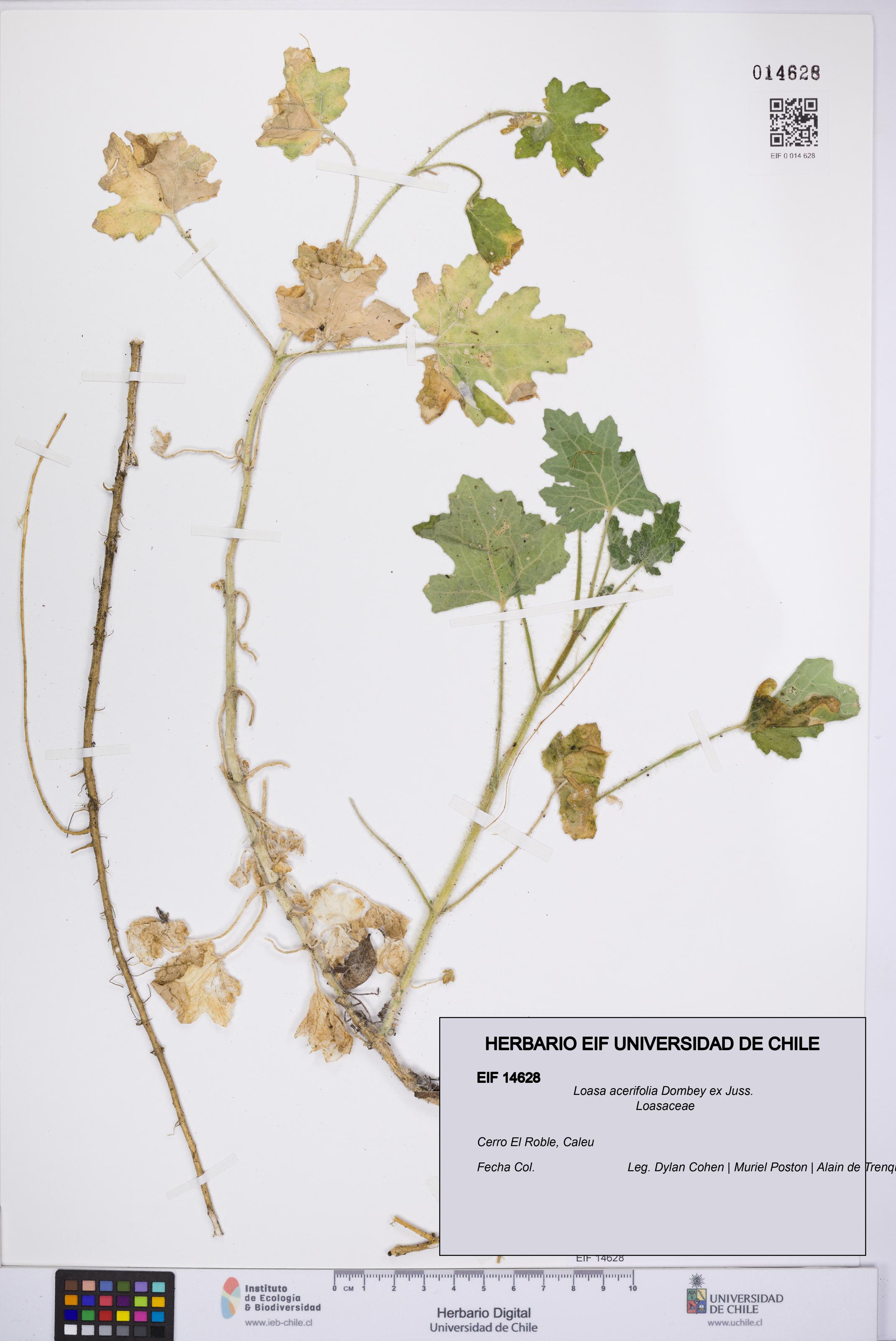 Loasa acerifolia [Espécimen: UCH:EIF:0014628]