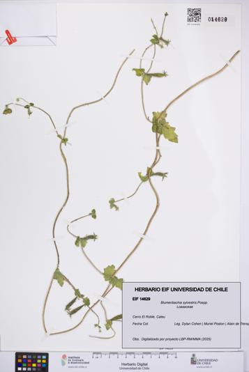 Blumenbachia sylvestris [Espécimen: UCH:EIF:0014629]