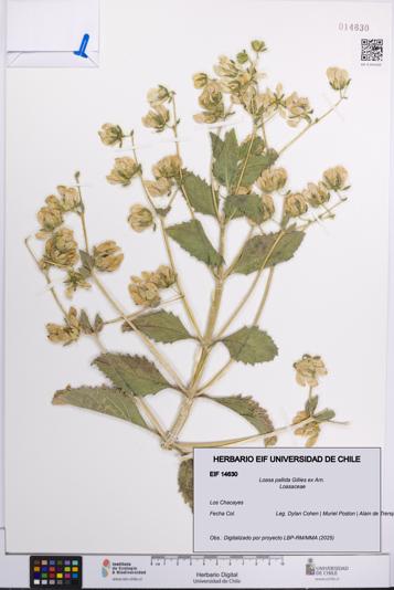 Loasa pallida [Espécimen: UCH:EIF:0014630]