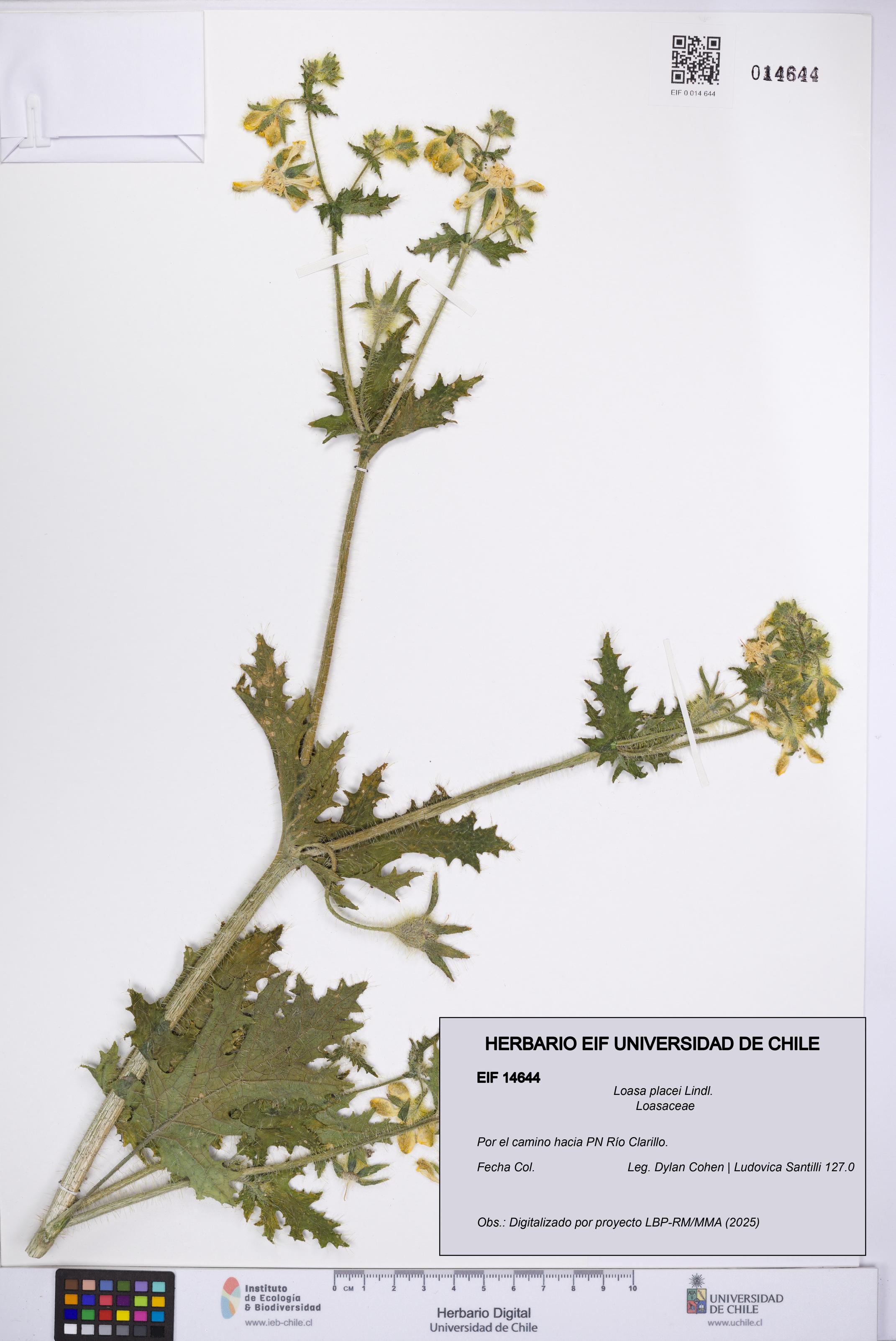 Loasa placei [Espécimen: UCH:EIF:0014644]