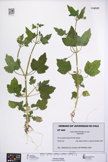 Loasa triloba [Espécimen: UCH:EIF:0014645]