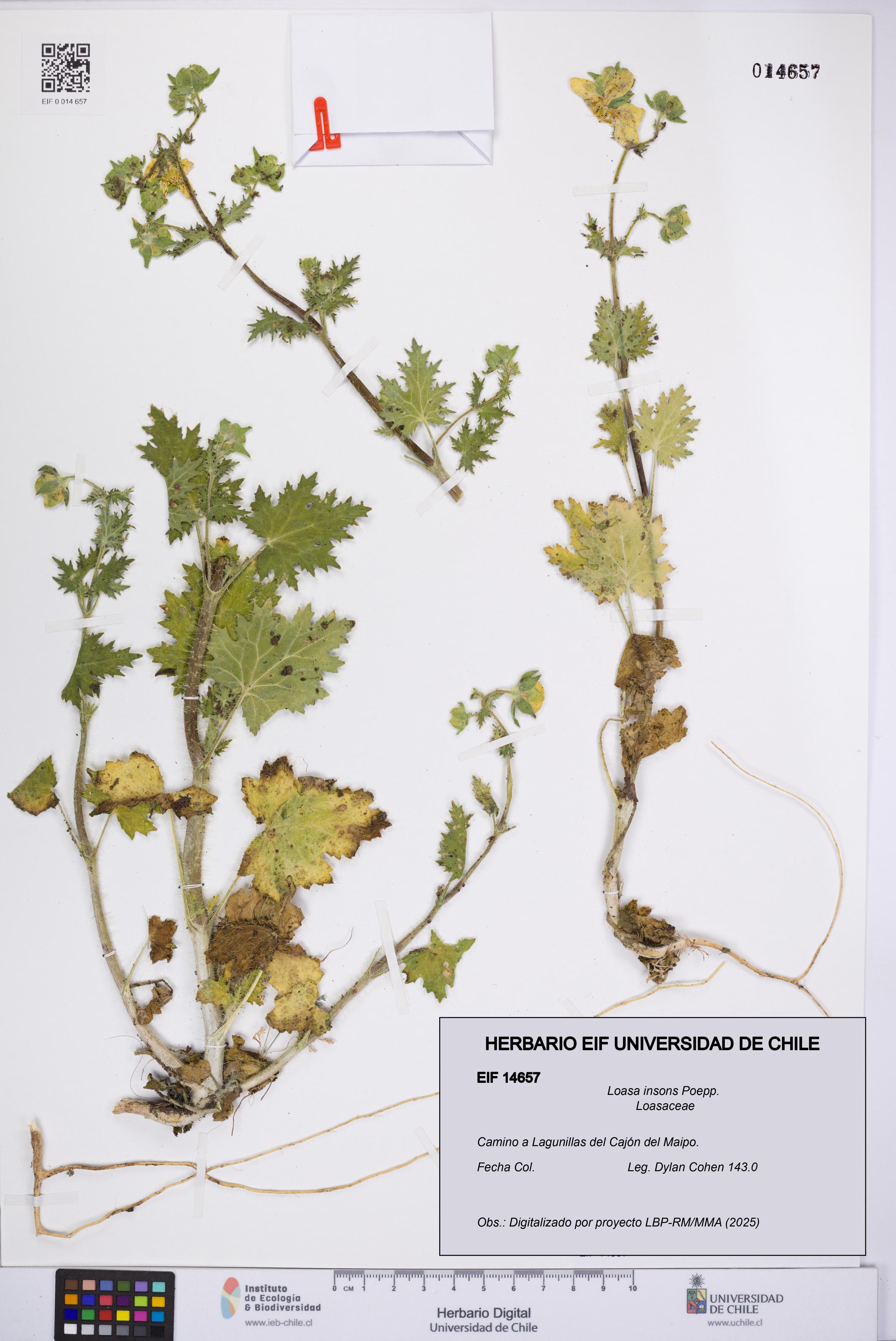 Loasa insons [Espécimen: UCH:EIF:0014657]