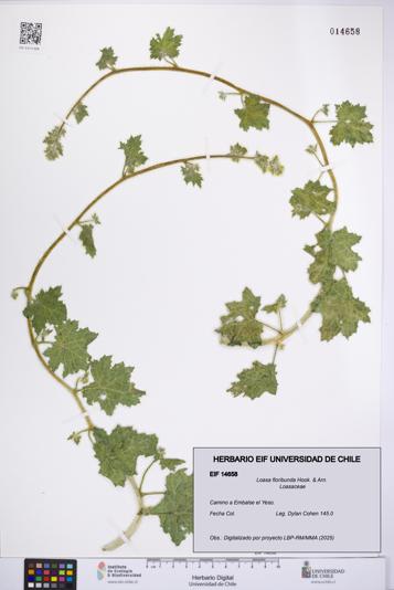 Loasa floribunda [Espécimen: UCH:EIF:0014658]