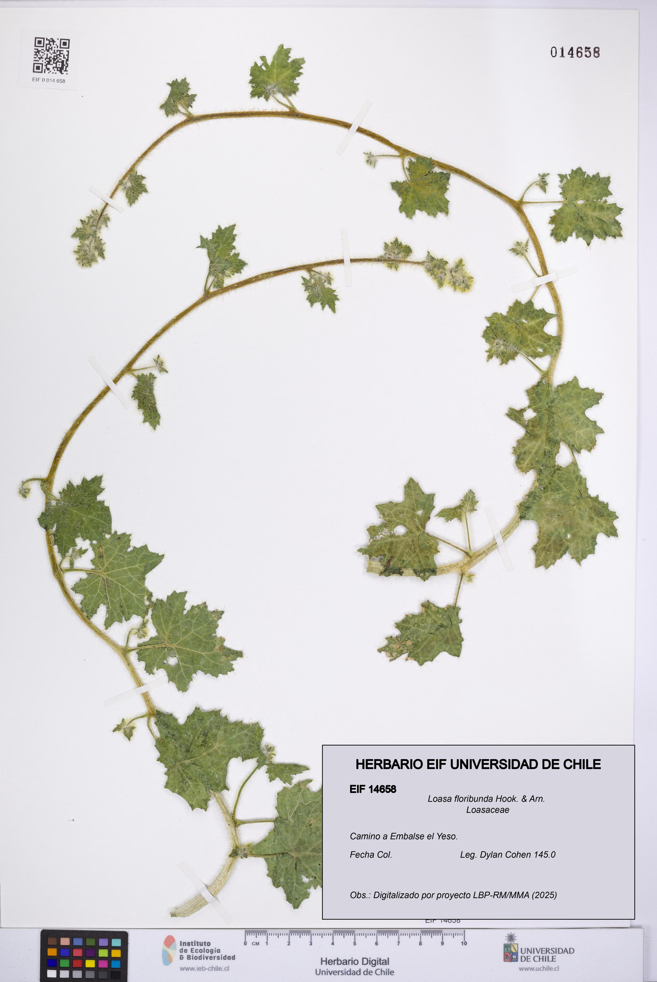 Loasa floribunda [Espécimen: UCH:EIF:0014658]