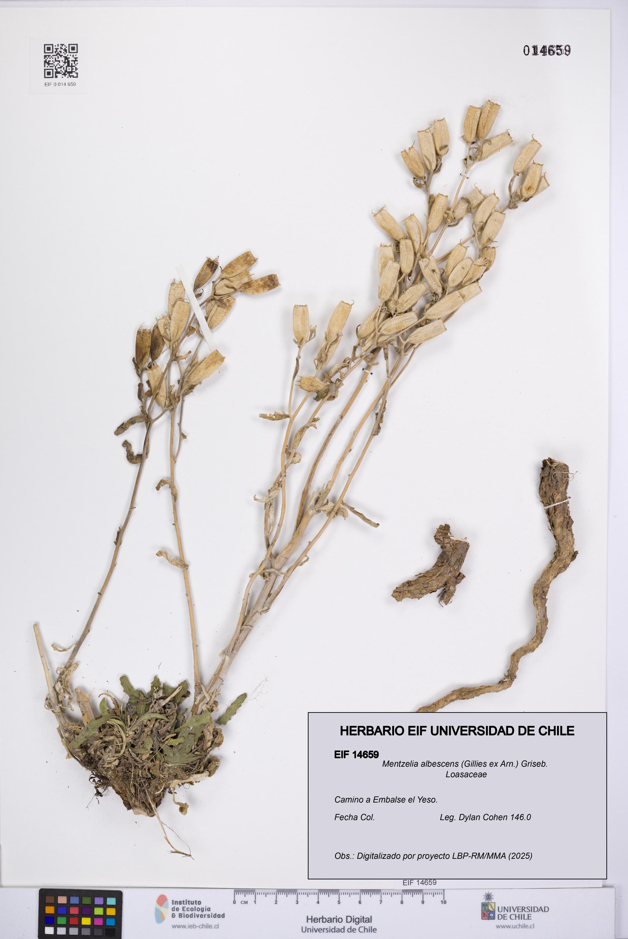 Mentzelia albescens [Espécimen: UCH:EIF:0014659]