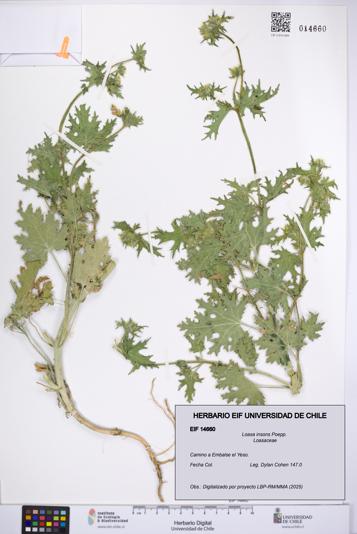 Loasa insons [Espécimen: UCH:EIF:0014660]