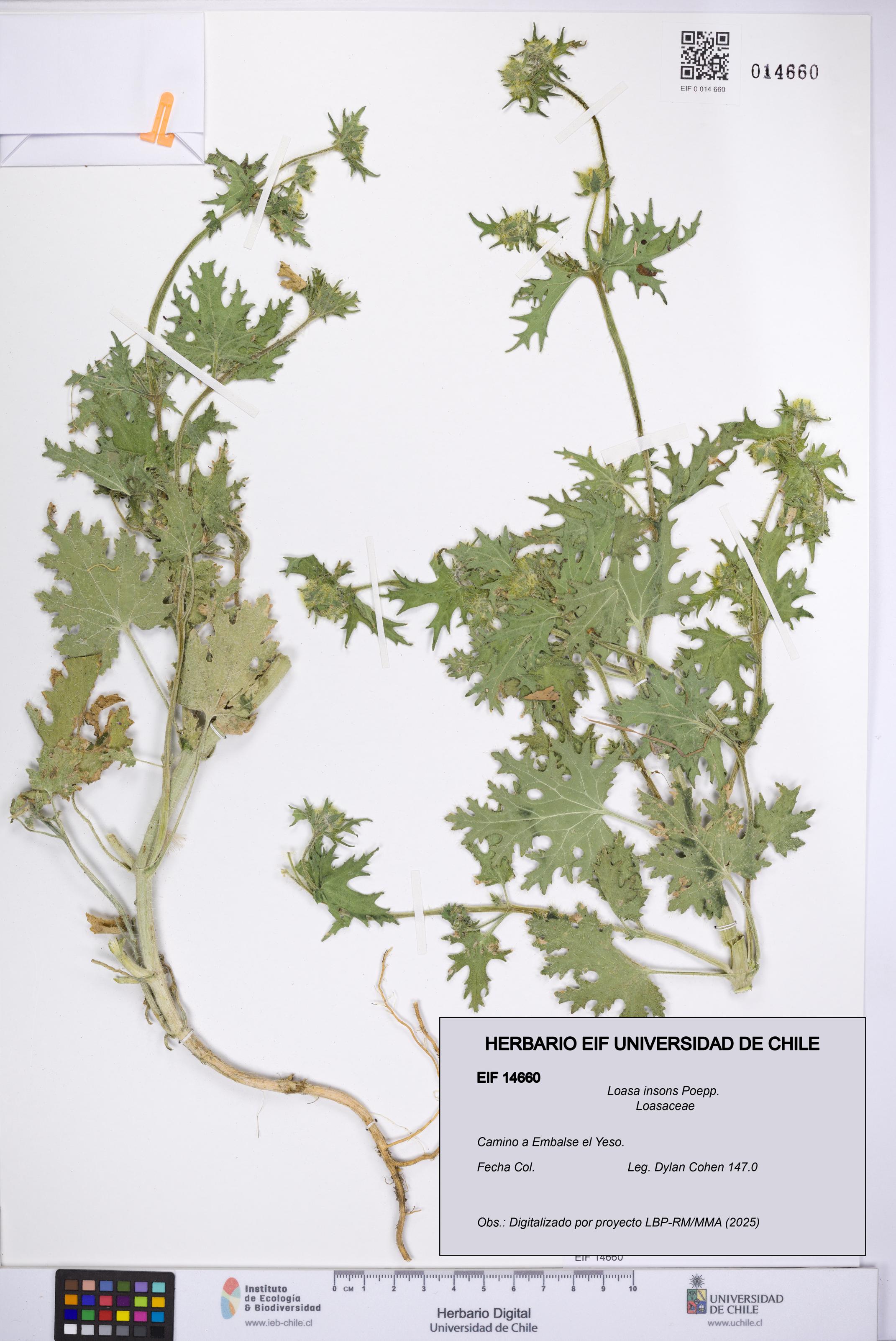 Loasa insons [Espécimen: UCH:EIF:0014660]